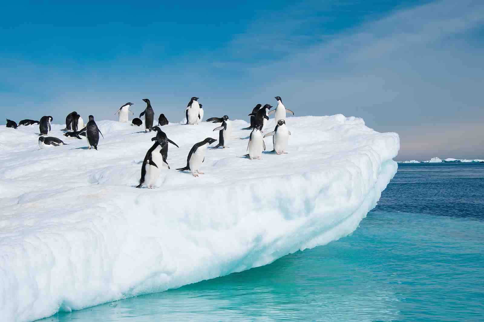 Antarctic Penguins on Iceberg Wall Art