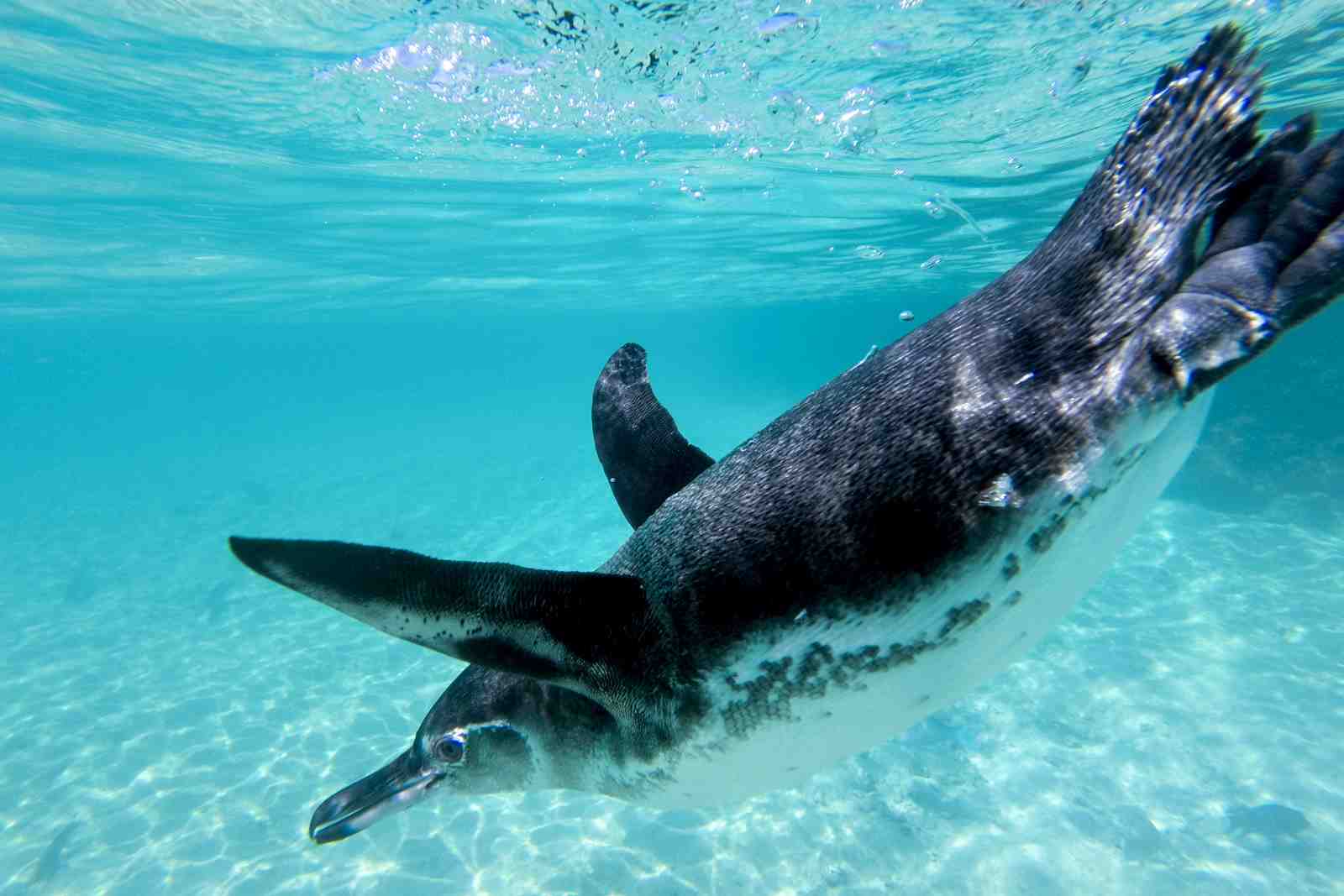 Graceful Penguin Underwater Wall Art