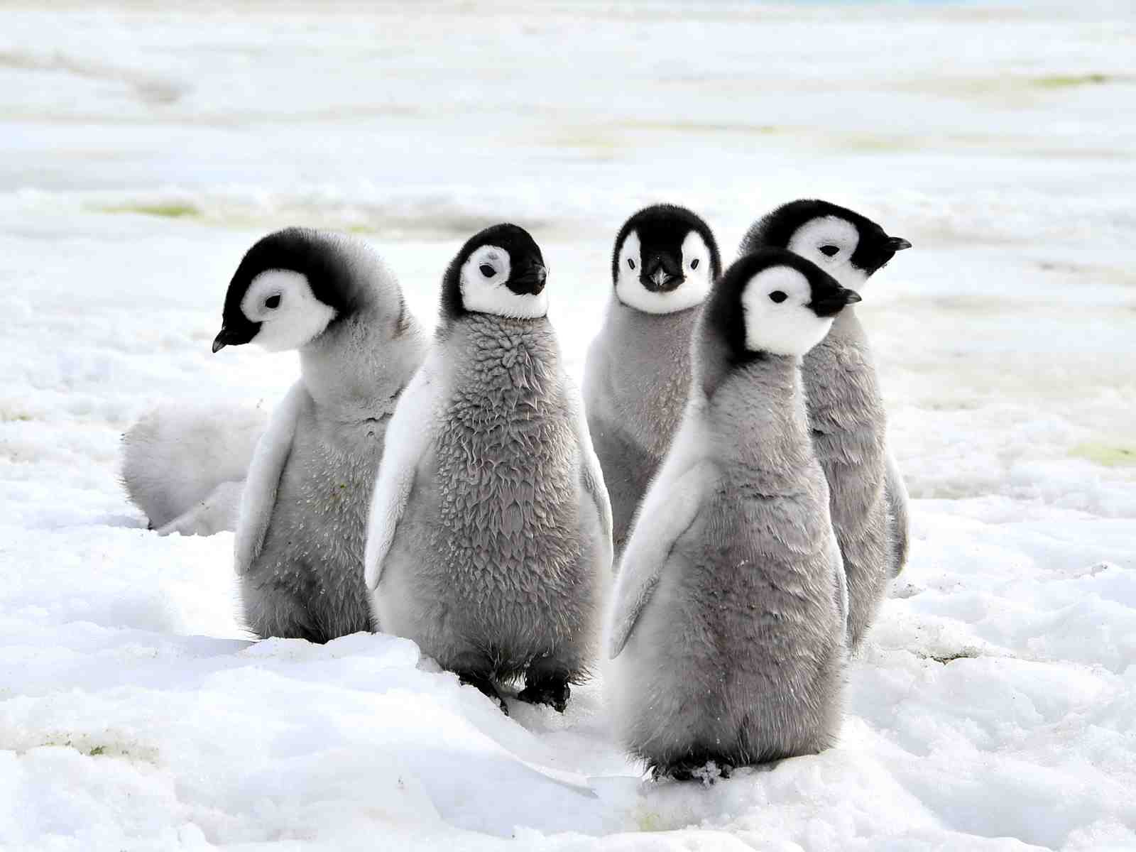 Adorable Penguin Chicks Fluffy Snow Wall Art