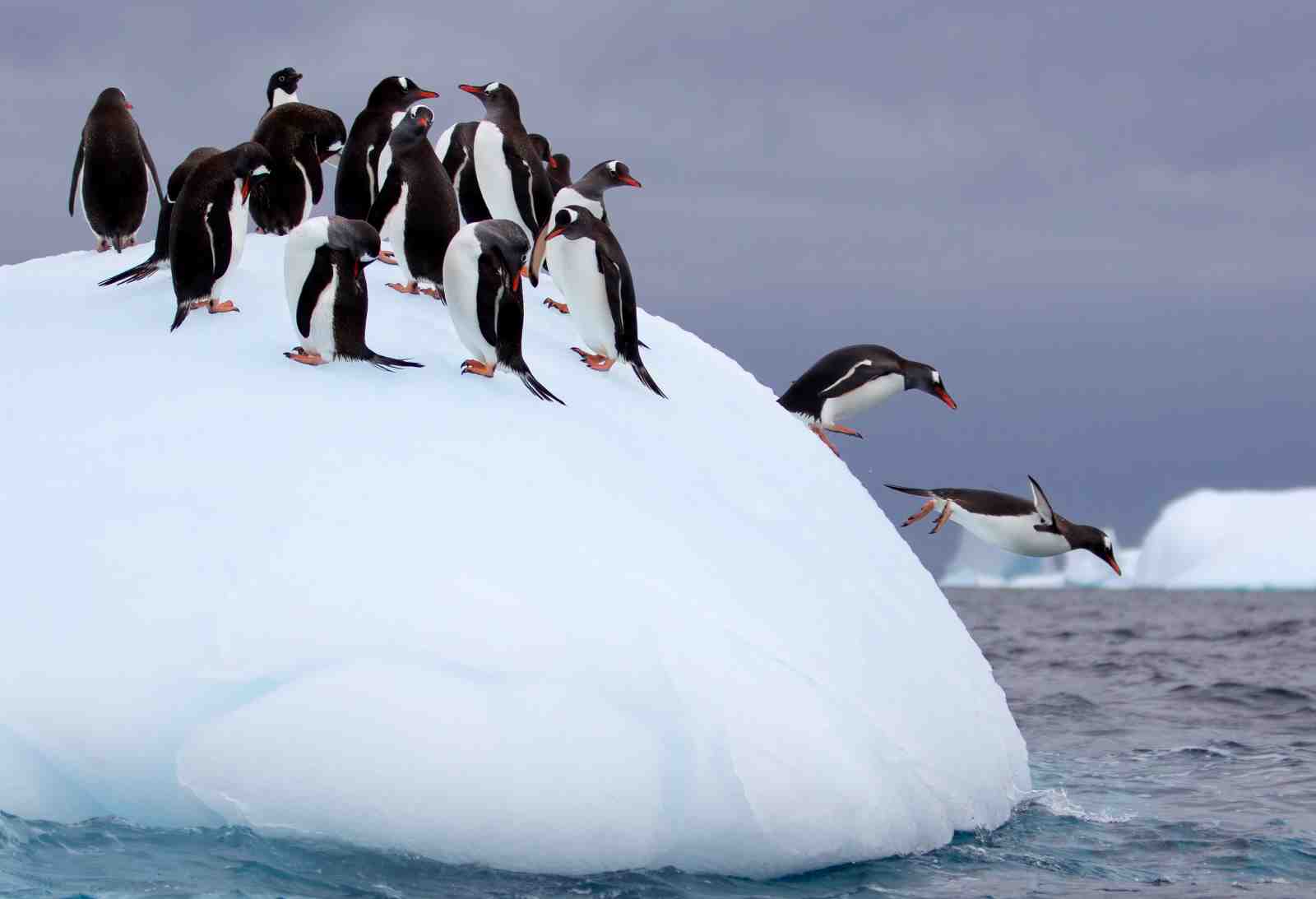 Penguins Jumping Arctic Adventure Wall Art