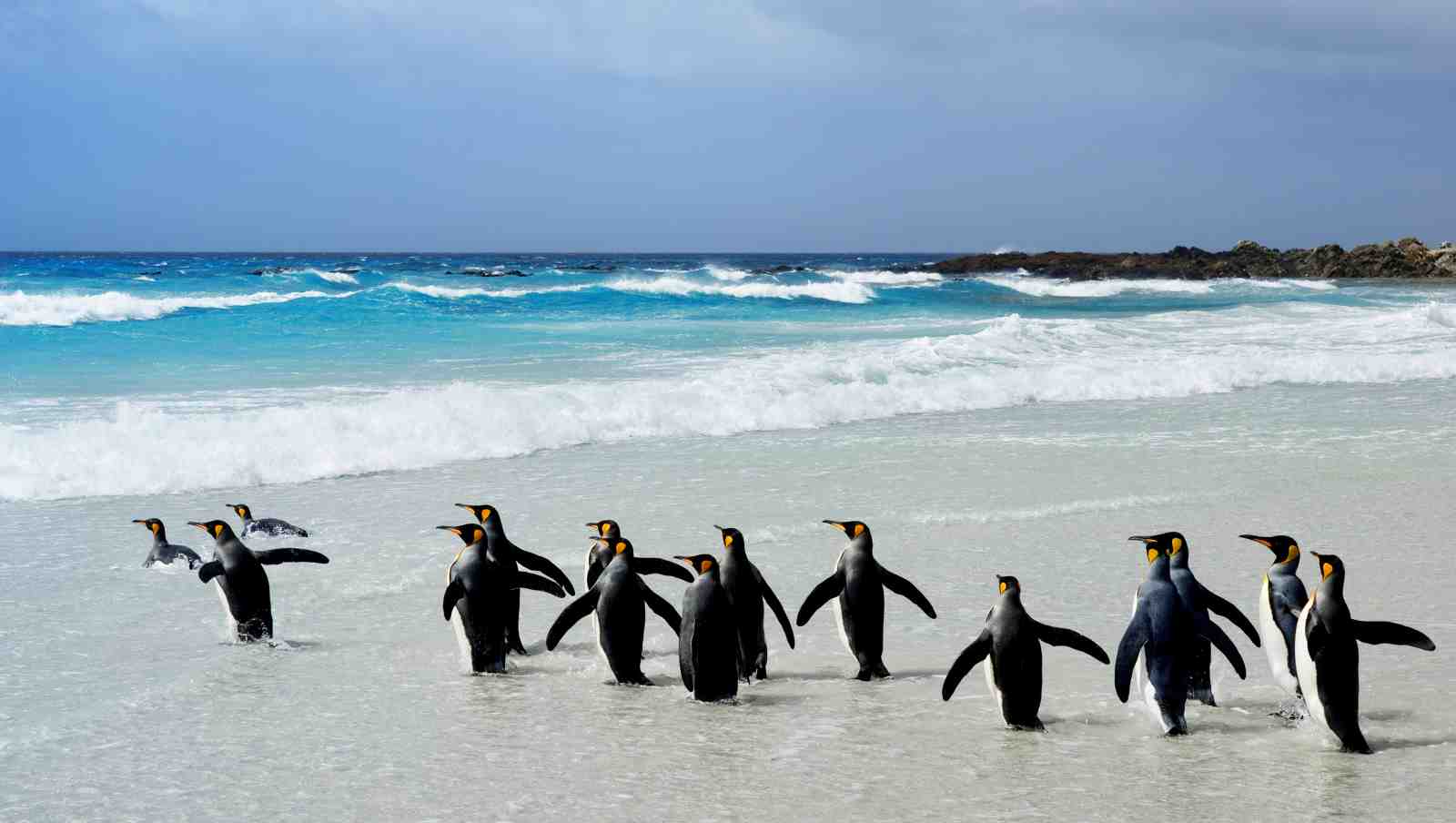 King Penguins Beach Scene Wall Art