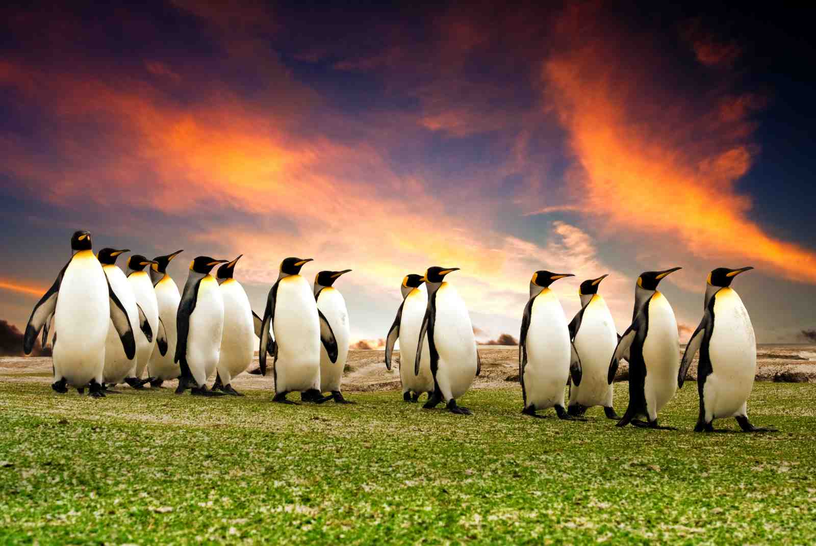 Majestic Penguin March Wall Art