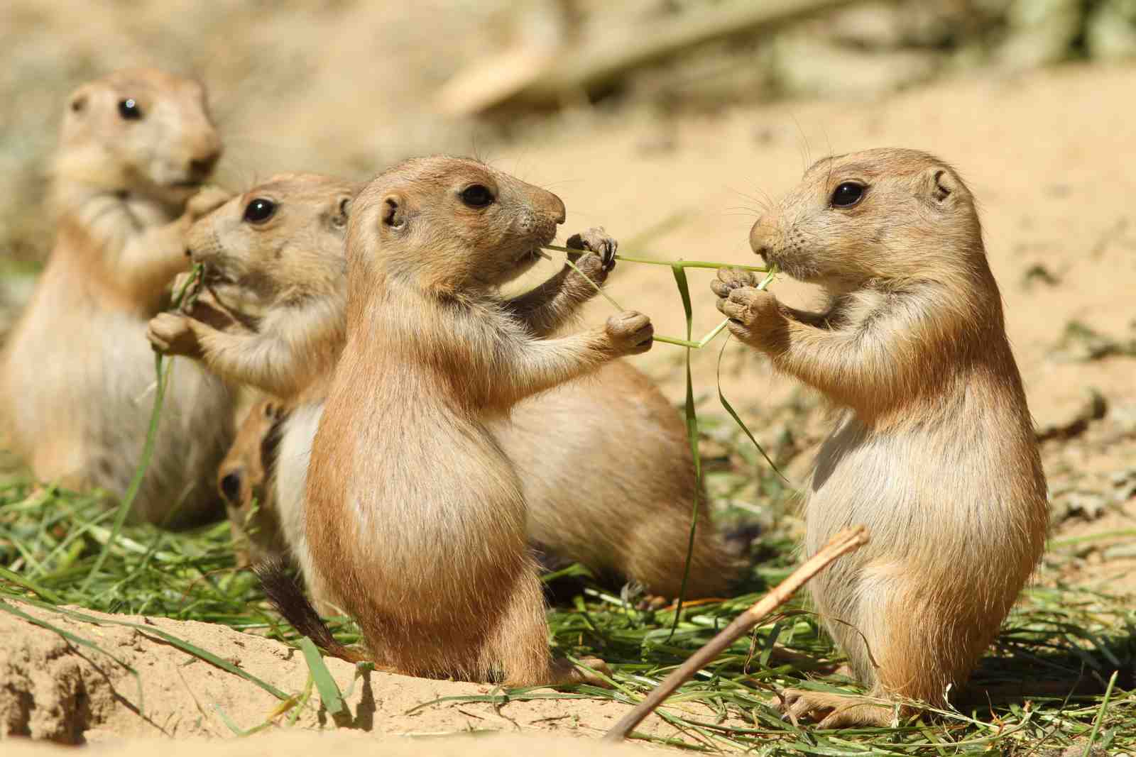 Adorable Prairie Dogs Nibbling Grass Wall Art