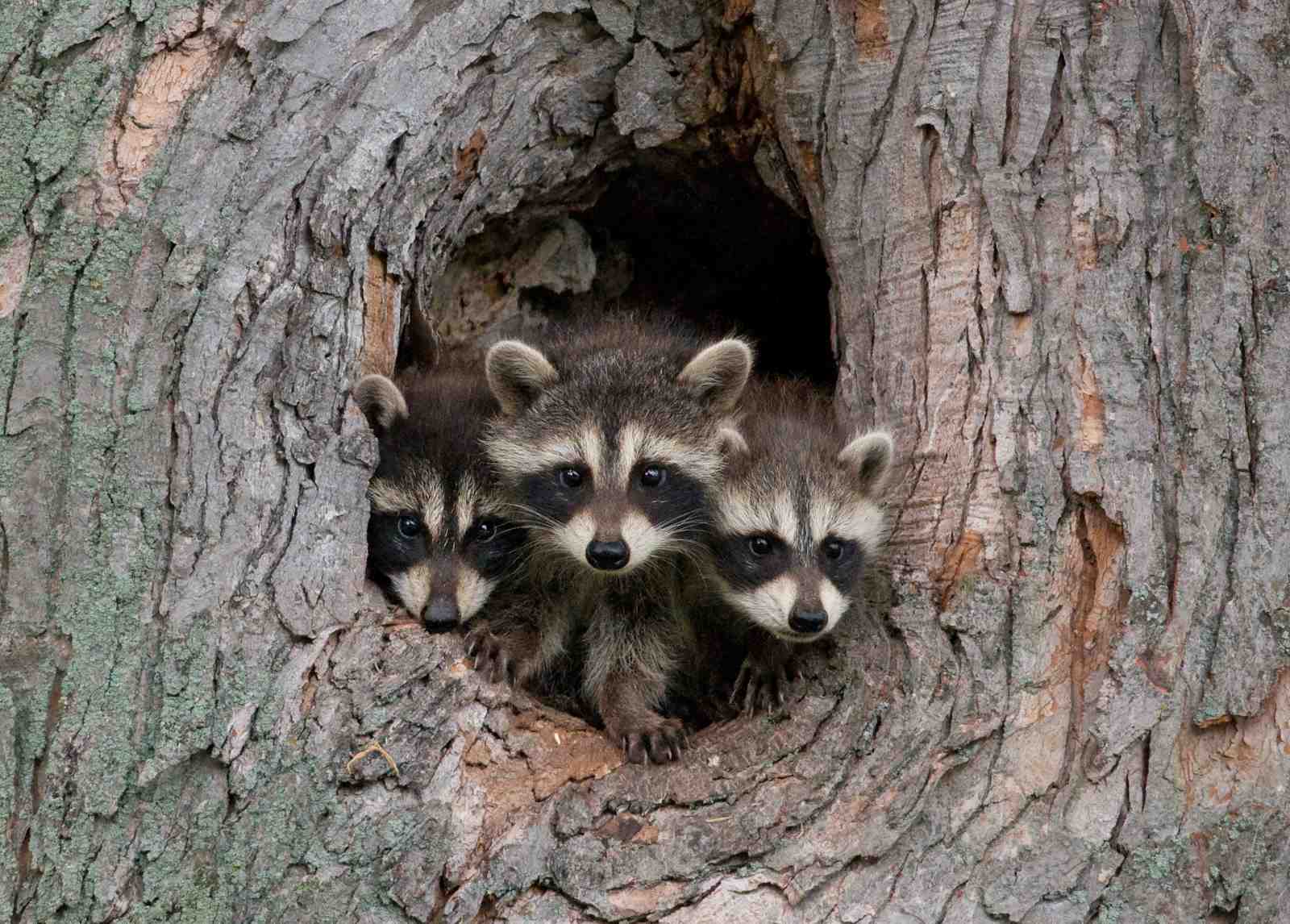 Adorable Trio of Raccoons in Tree Wall Art