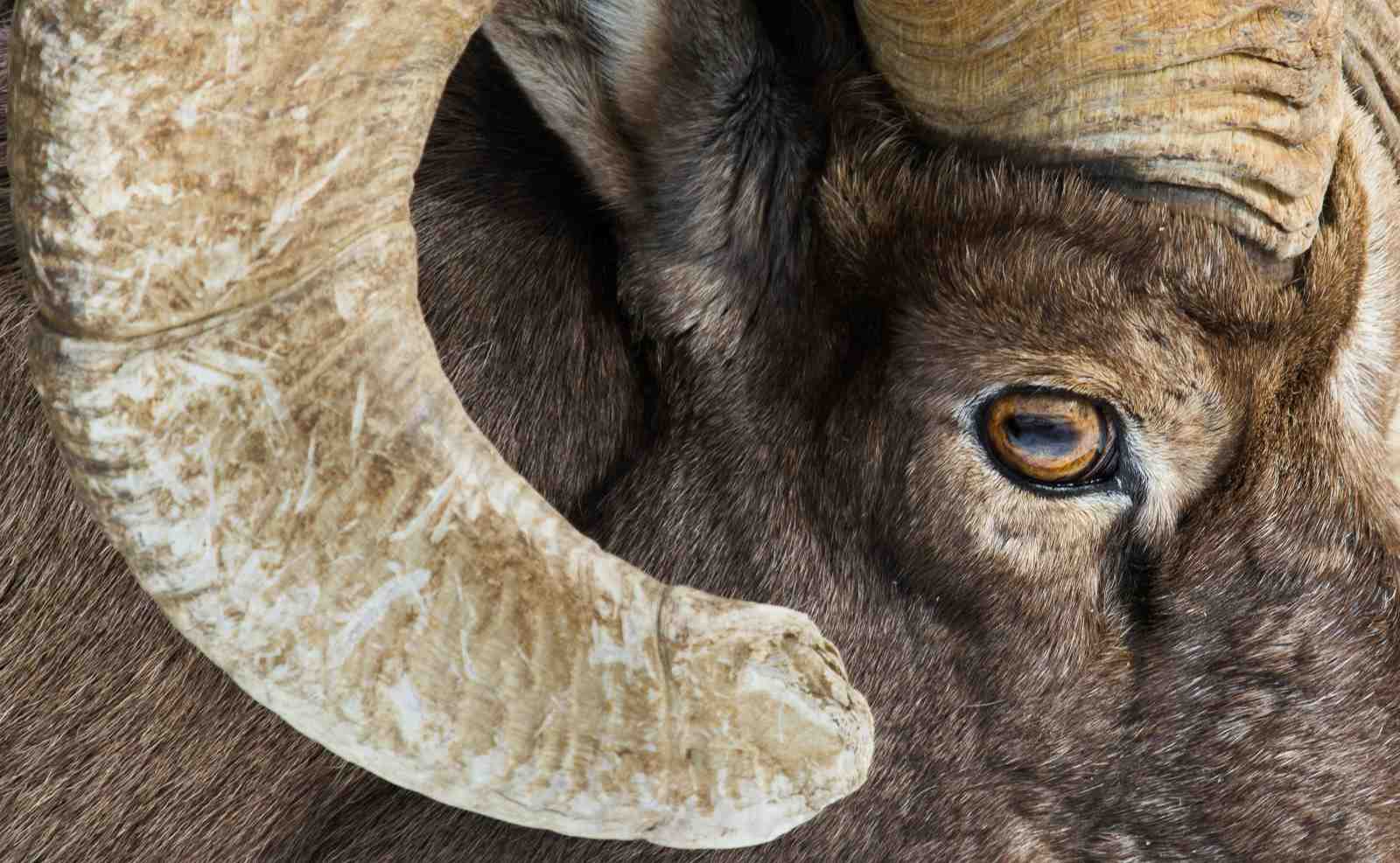 Majestic Ram Horns Wildlife Wall Art