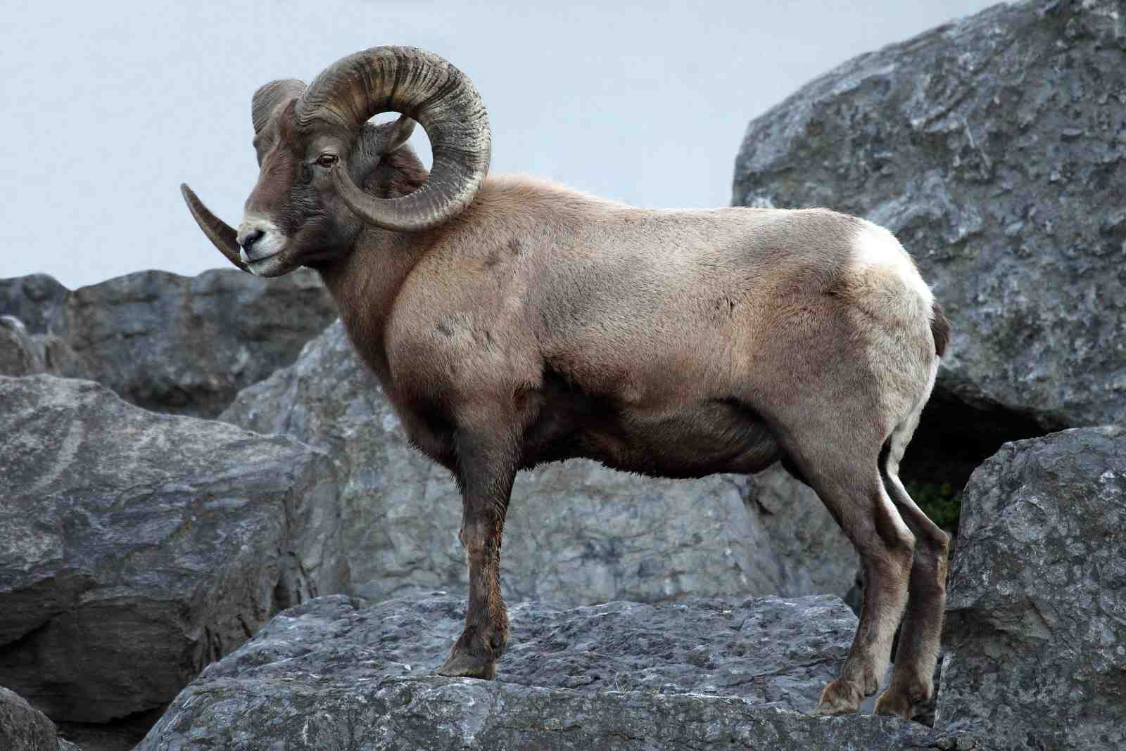 Majestic Bighorn Sheep Rocky Mountain Wall Art