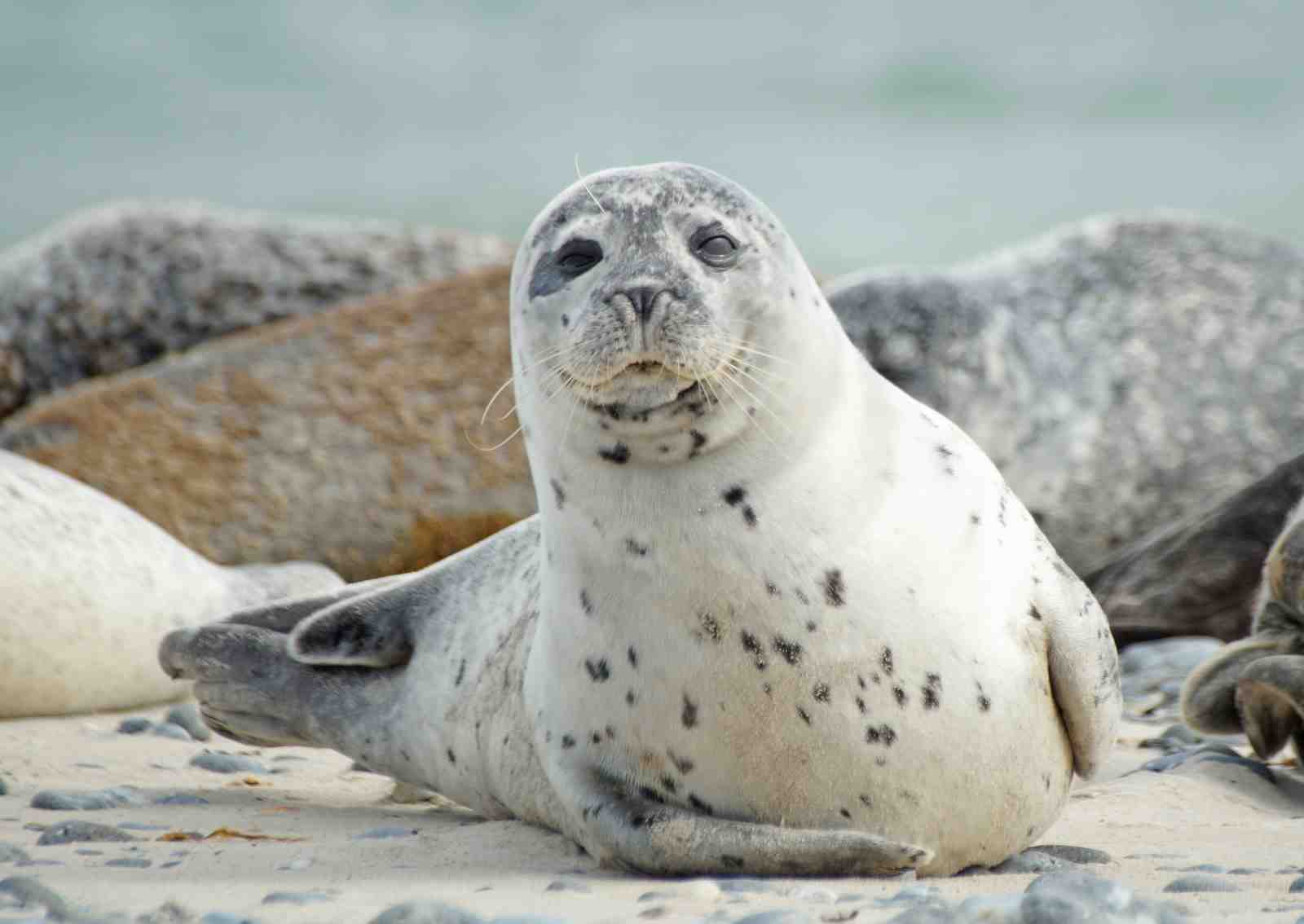 Adorable Seal Beach Scene Wall Art