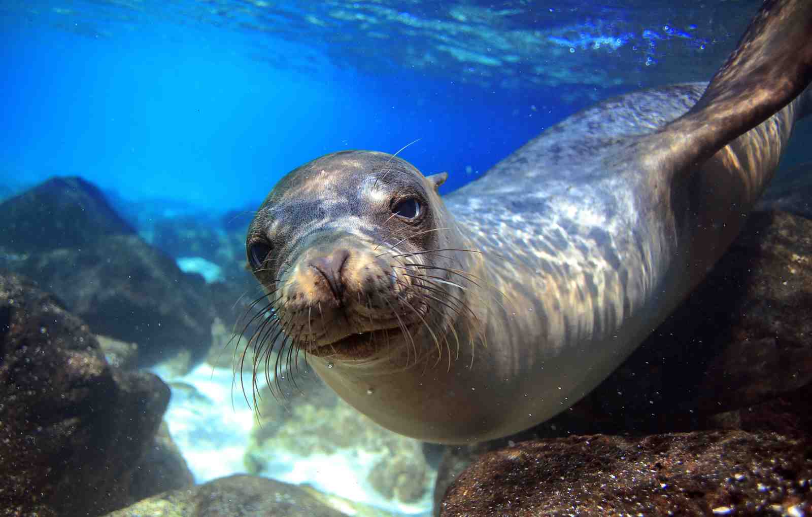 Curious Sea Lion Underwater Wall Art