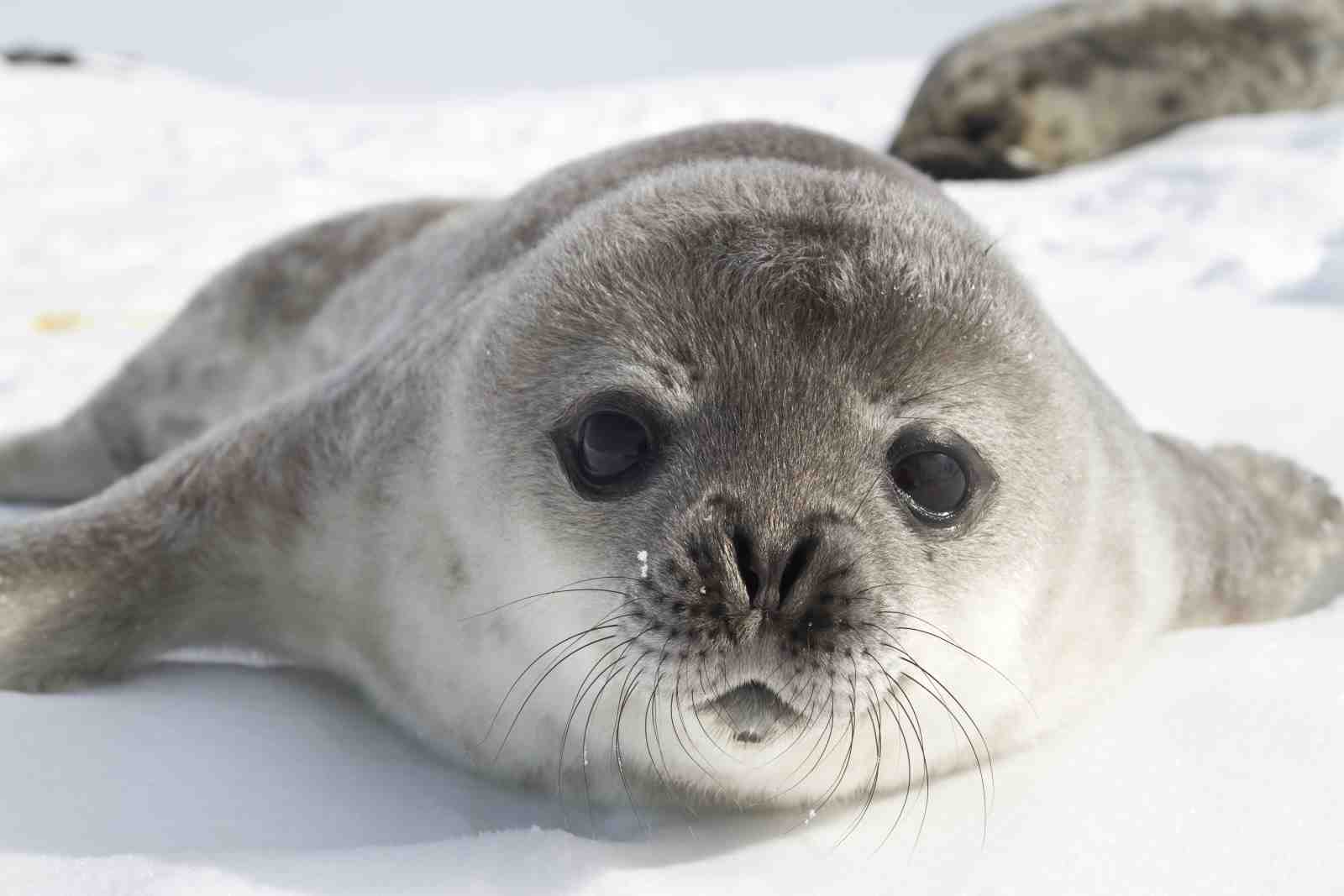 Adorable Baby Seal Close-Up Wall Art