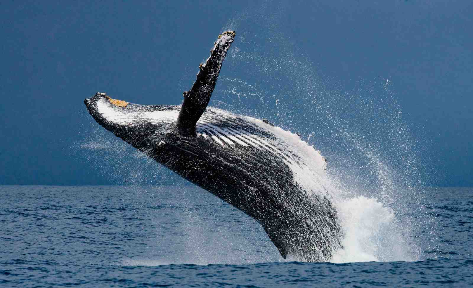 Majestic Humpback Whale Breach Wall Art