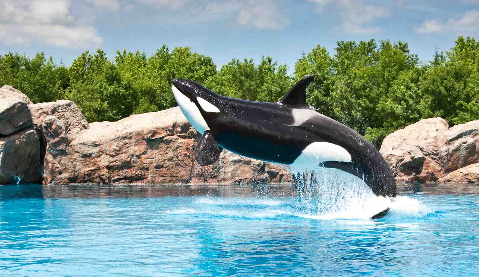 Majestic Orca Breach Ocean Wall Art