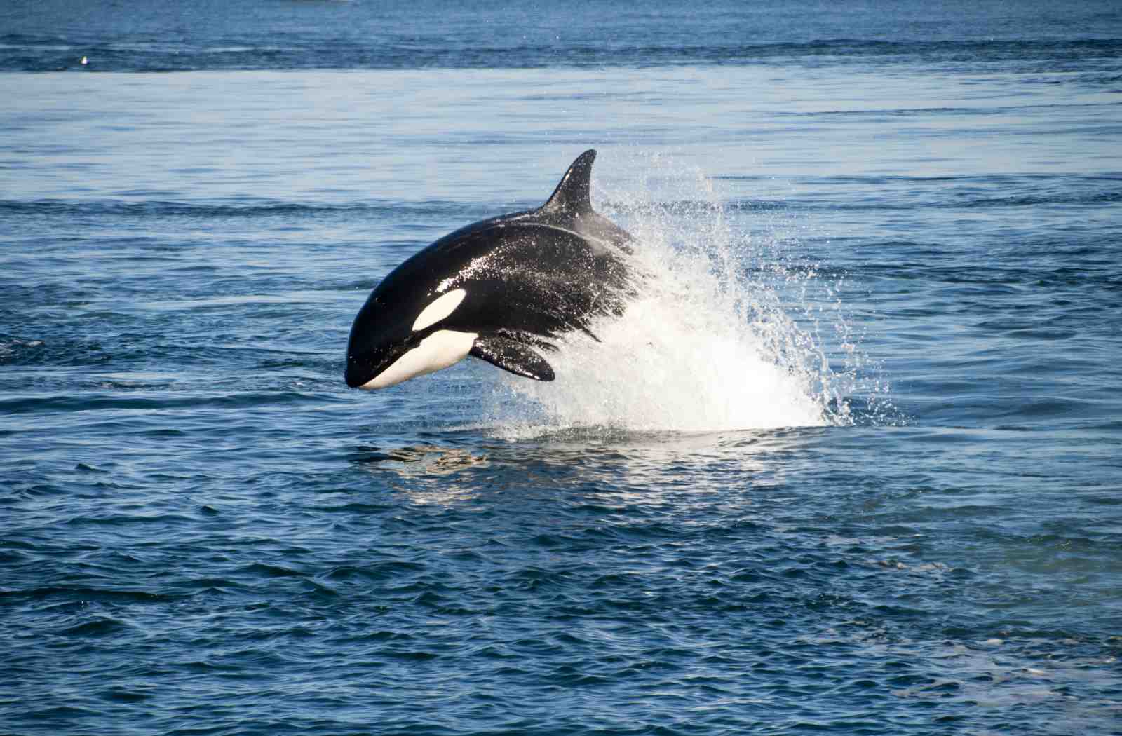 Majestic Orca Breach Ocean Wall Art