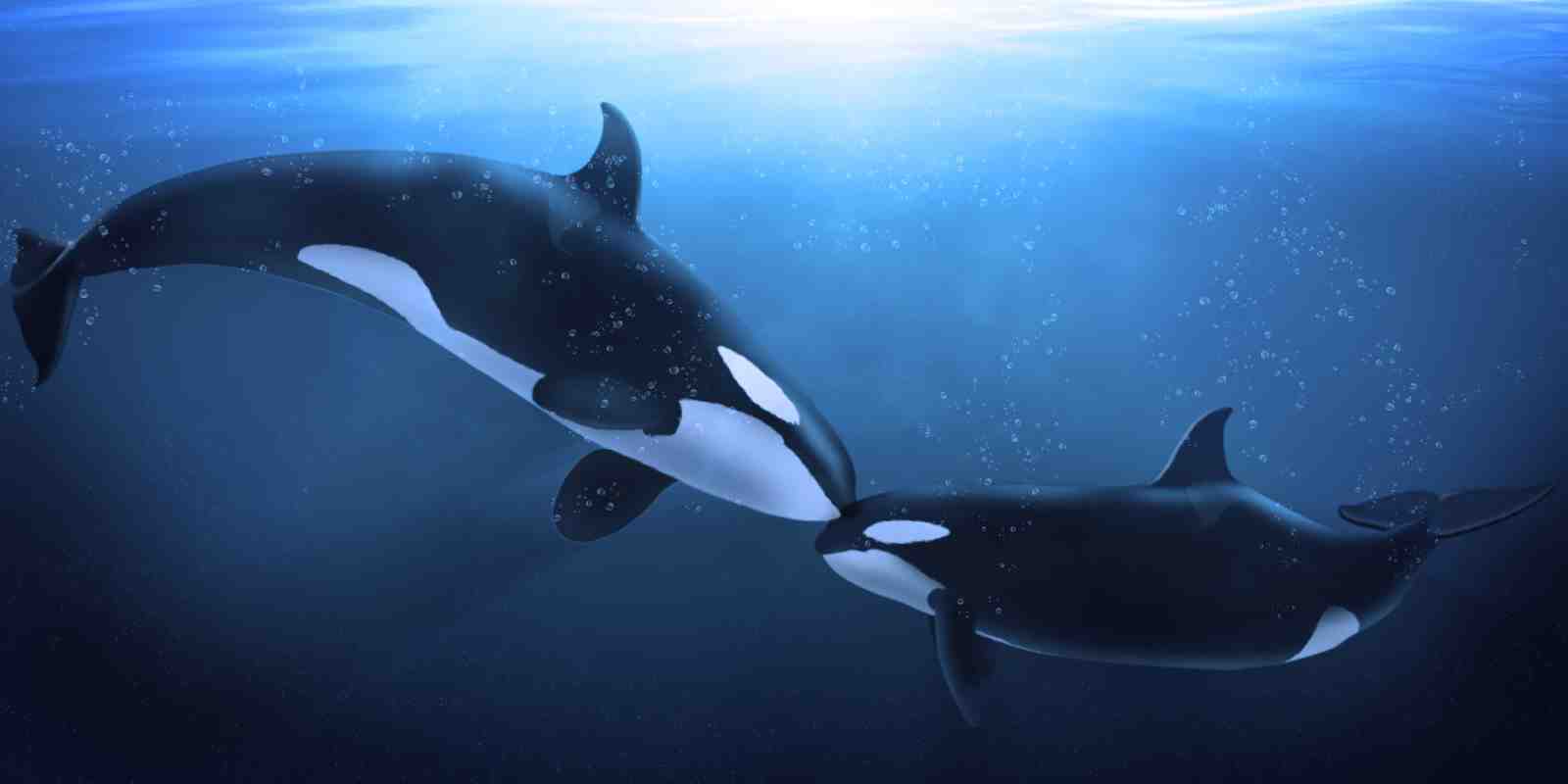 Orca Whale Ocean Serenity Wall Art