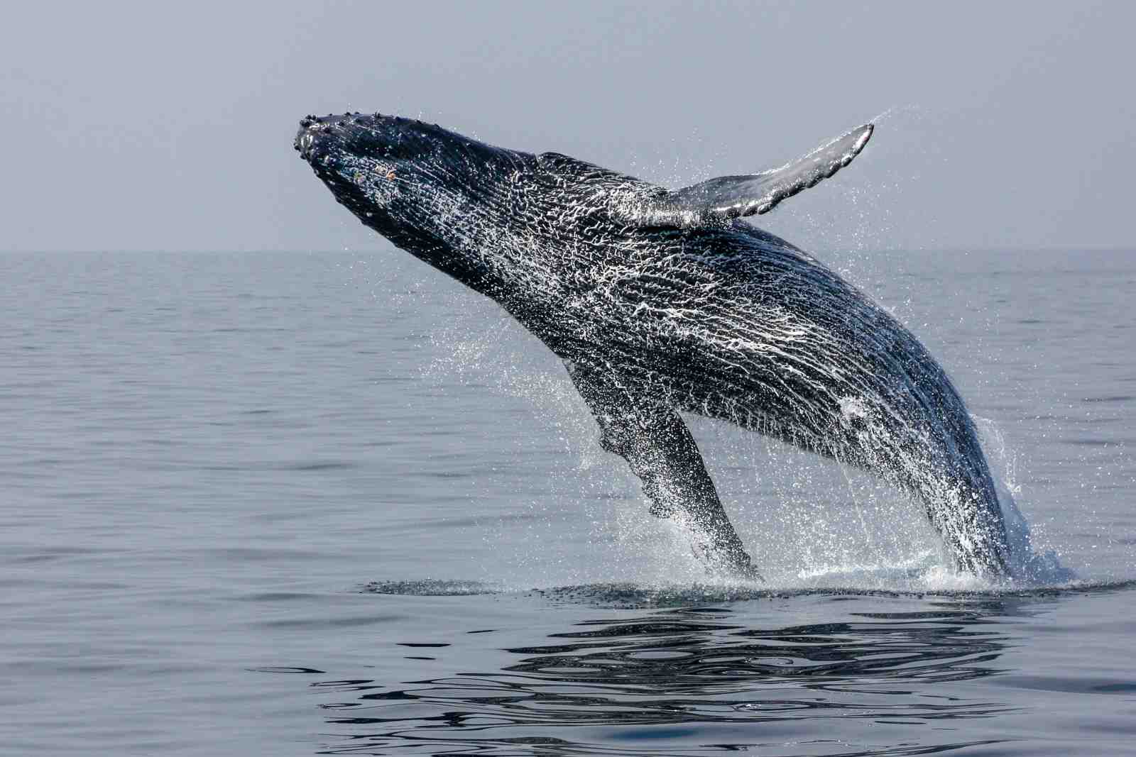 Majestic Humpback Whale Breach Wall Art