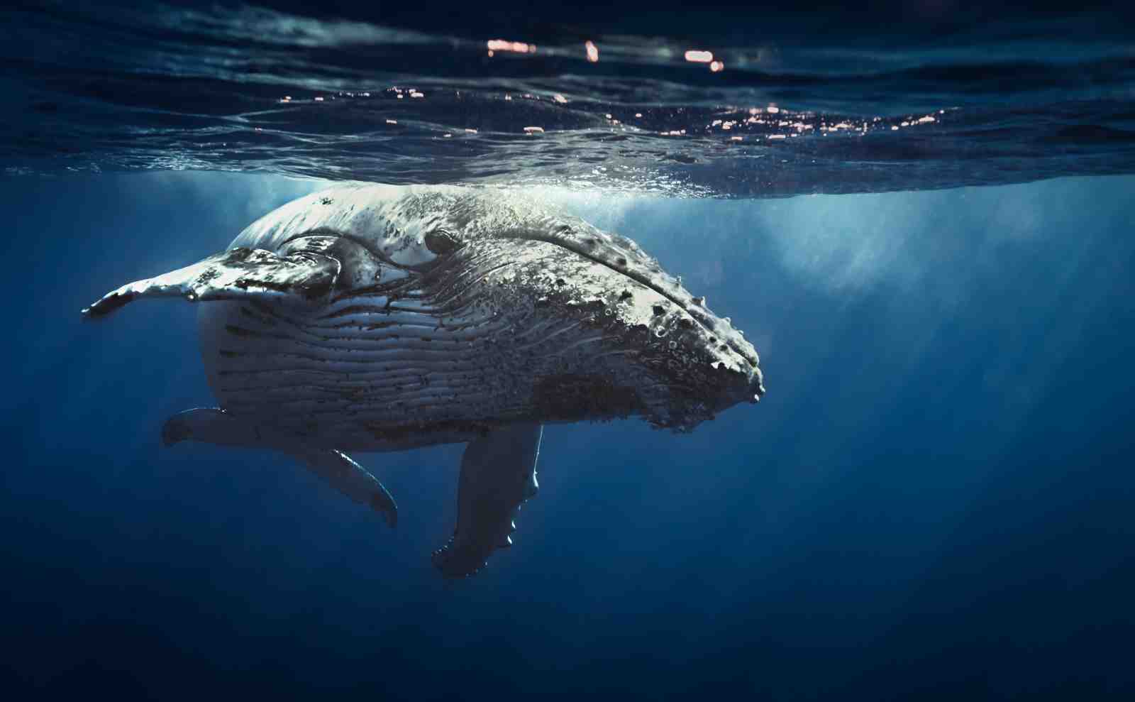 Majestic Humpback Whale Underwater Wall Art