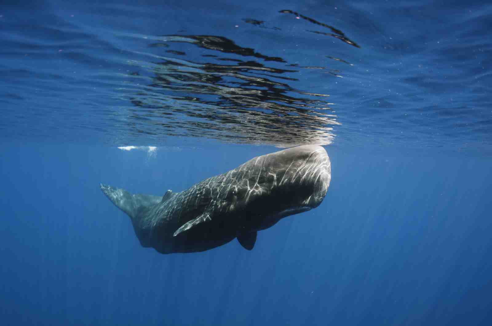 Majestic Sperm Whale Ocean Scene Wall Art