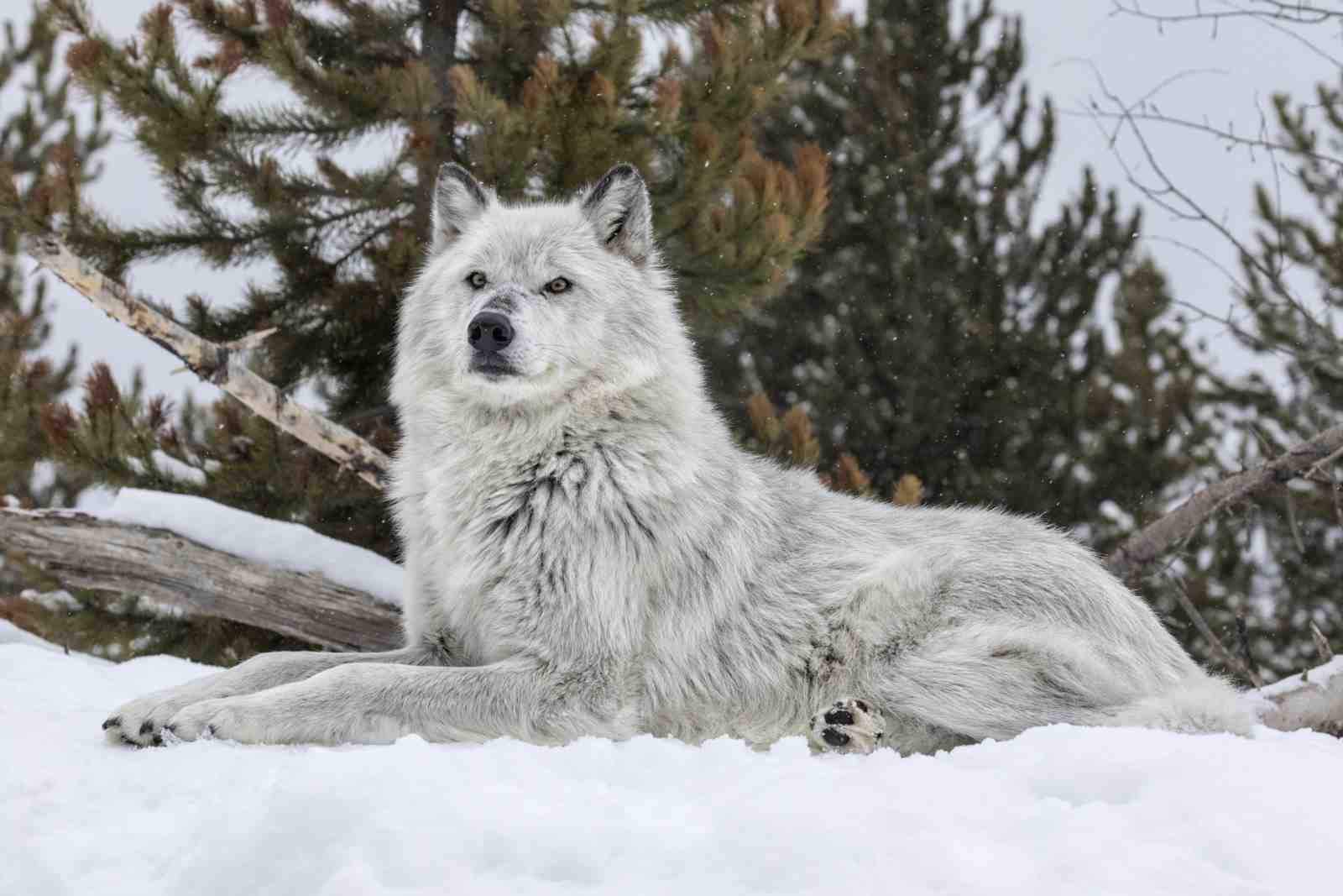 Majestic Grey Wolf Serenity Wall Art