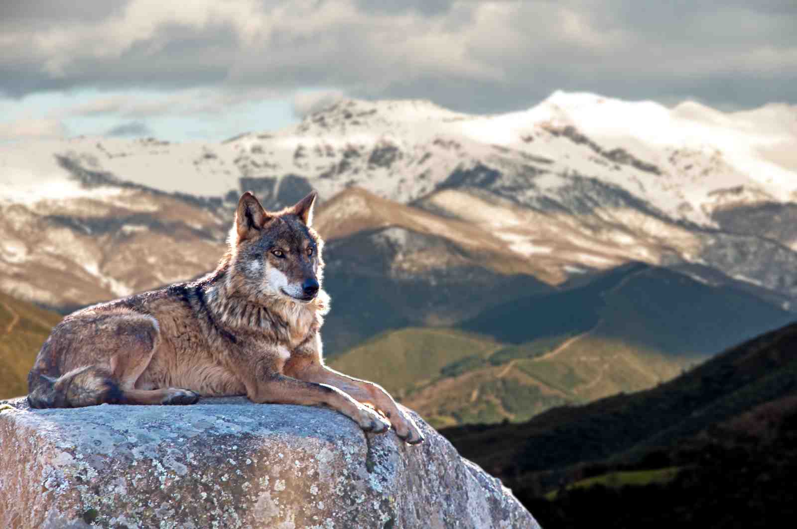 Majestic Wolf Mountain Scene Wall Art