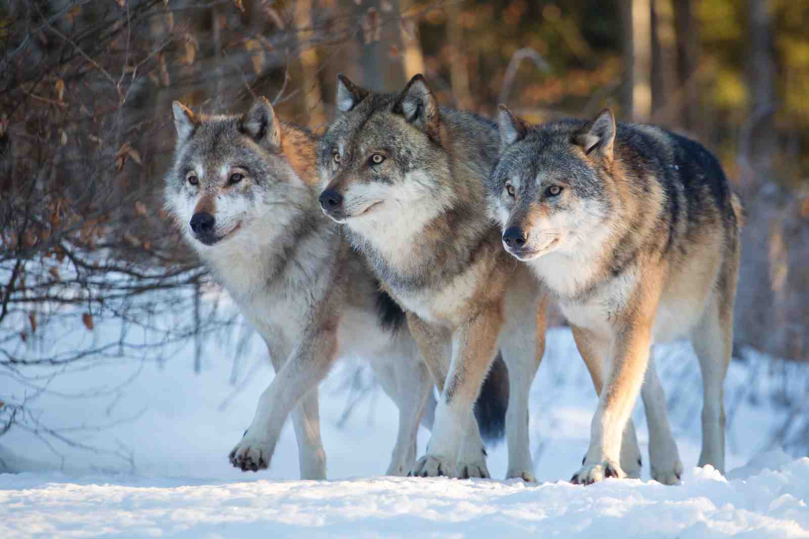 Majestic Wolf Trio Winter Scene Wall Art