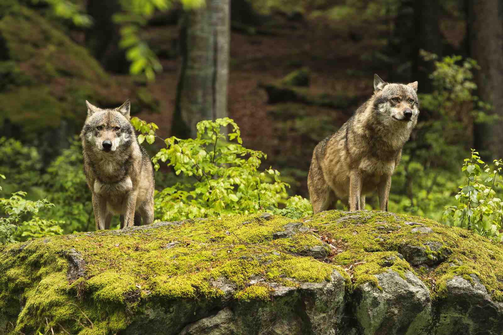 Majestic Wolves in Forest Glow Wall Art
