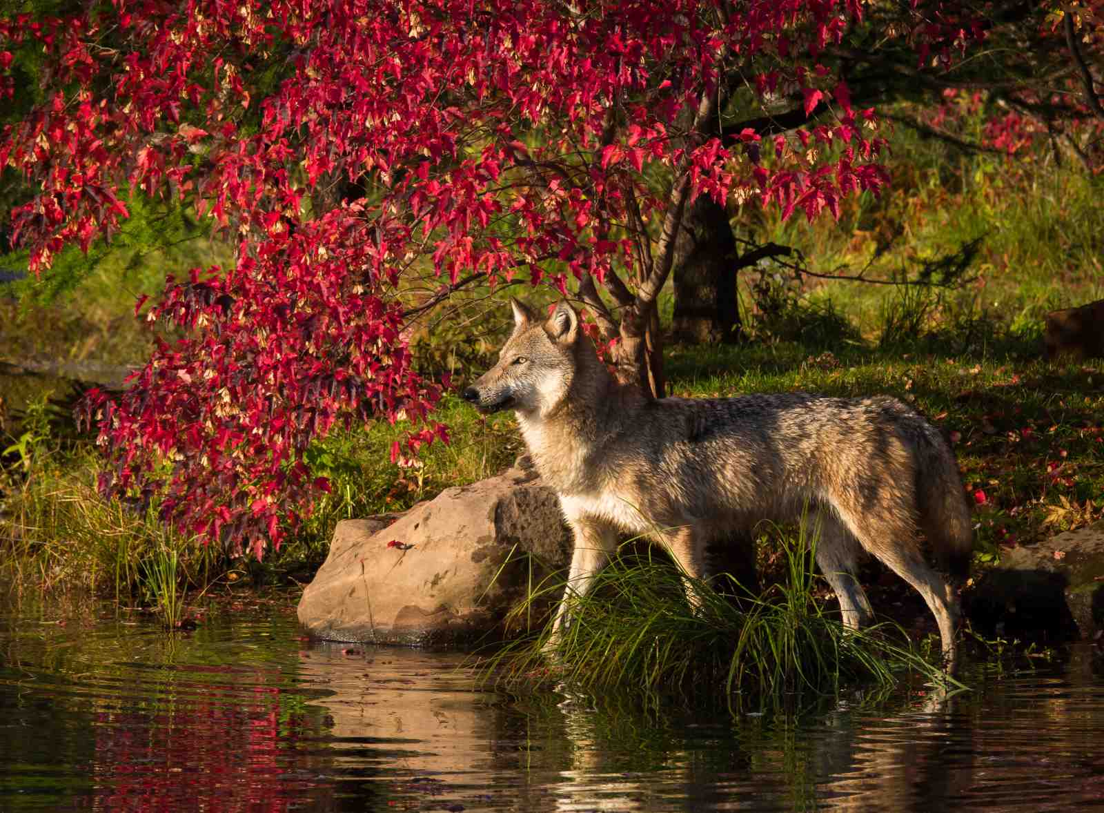 Majestic Wolf in Autumn Forest Wall Art