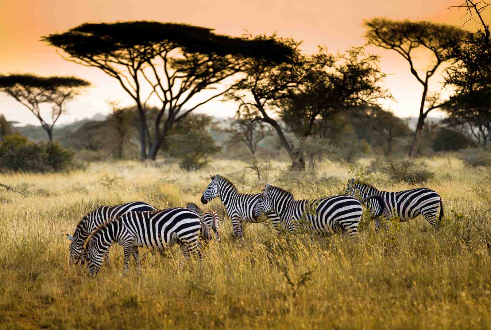African Savannah Zebras Wall Art