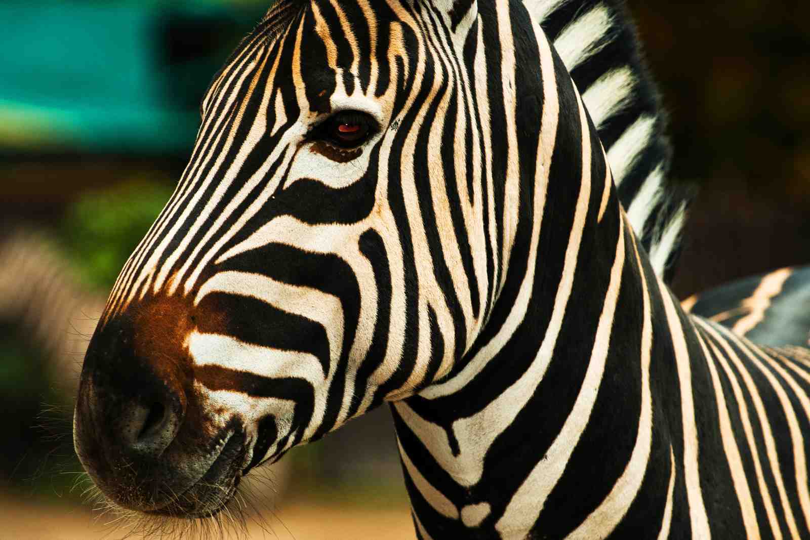 Bold Zebra Portrait Wall Art - Wildlife Decor