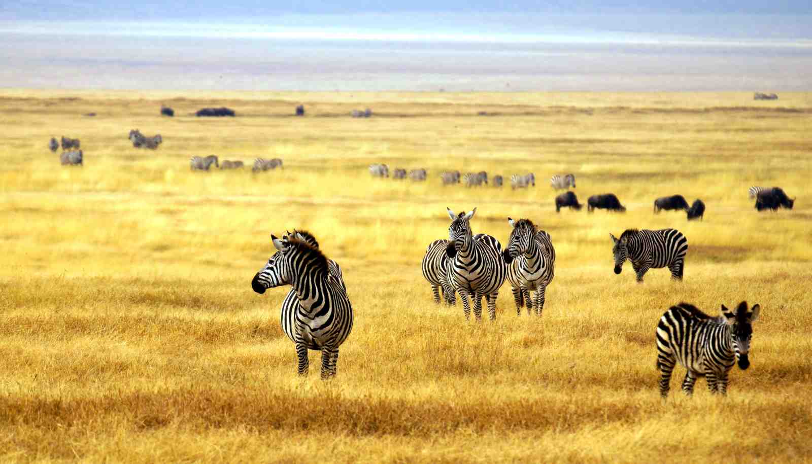 Majestic Zebra Herd Safari Wall Art