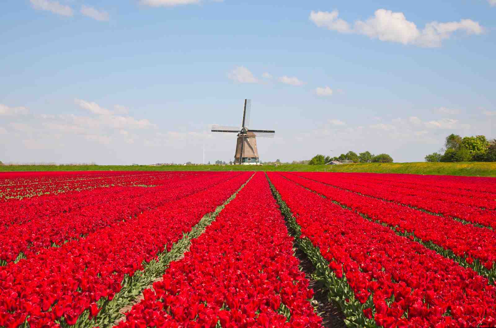 Red Tulip Field Windmill Wall Art