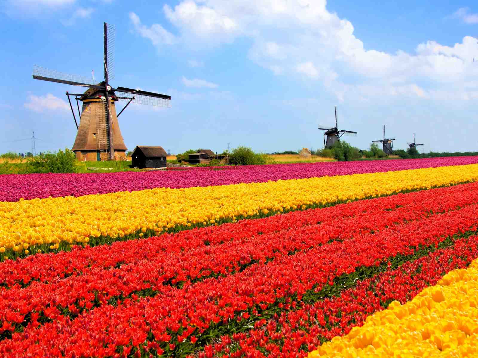 Vibrant Tulip Fields & Windmills Wall Art
