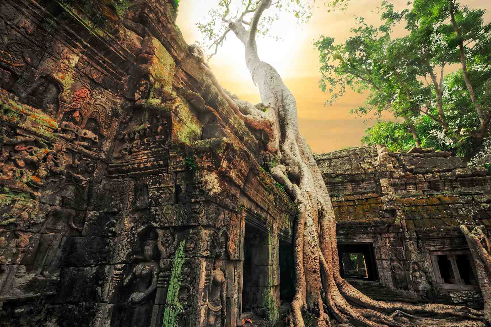 Ancient Temple Tree Roots Wall Art