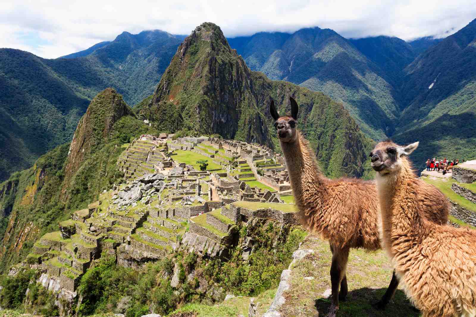 Machu Picchu Llamas Adventure Wall Art