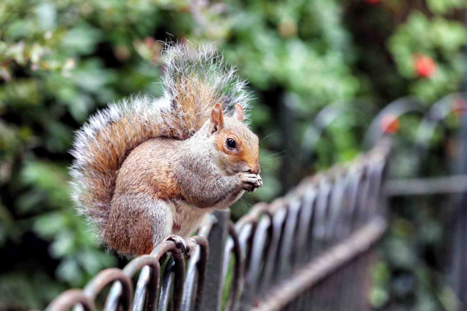 Adorable Squirrel Nature Scene Wall Art