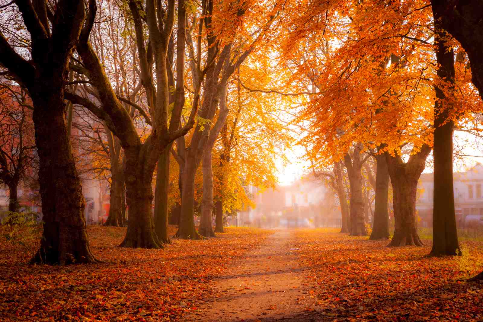 Autumn Path Golden Leaves Wall Art