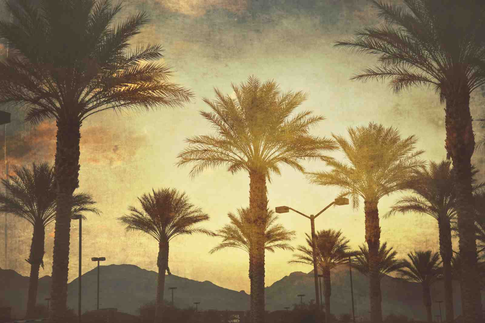 Sunset Palm Grove Vintage Wall Art