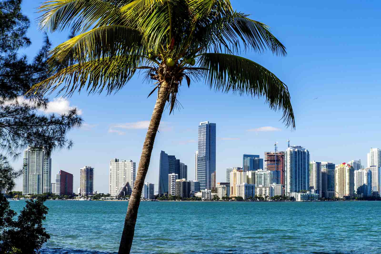 Miami Skyline Palm Tree Wall Art - Coastal Art