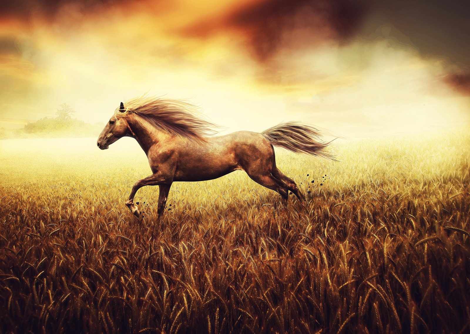 Majestic Horse Galloping Wheat Field Wall Art