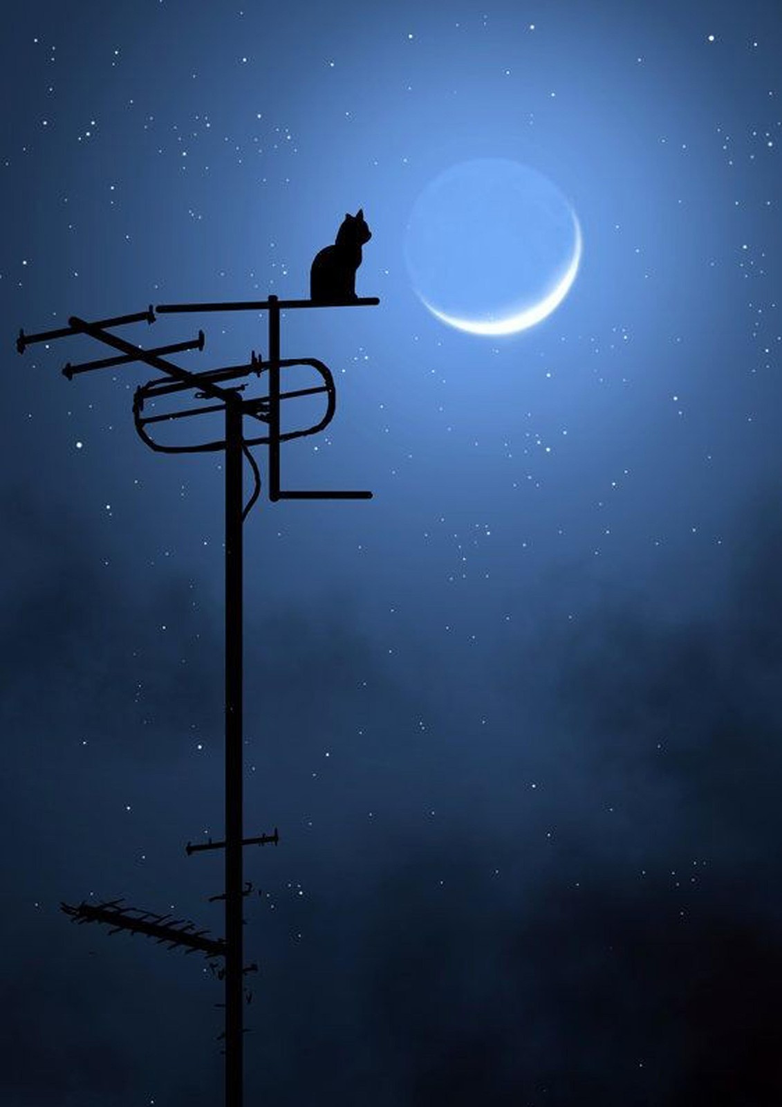 Mysterious Cat Under Moon Wall Art