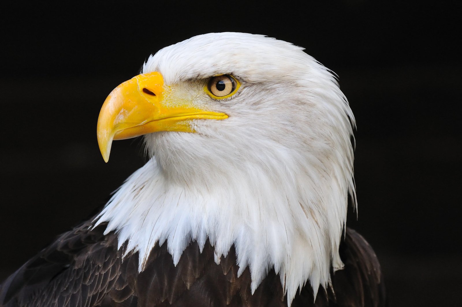 Majestic Bald Eagle Portrait Wall Art