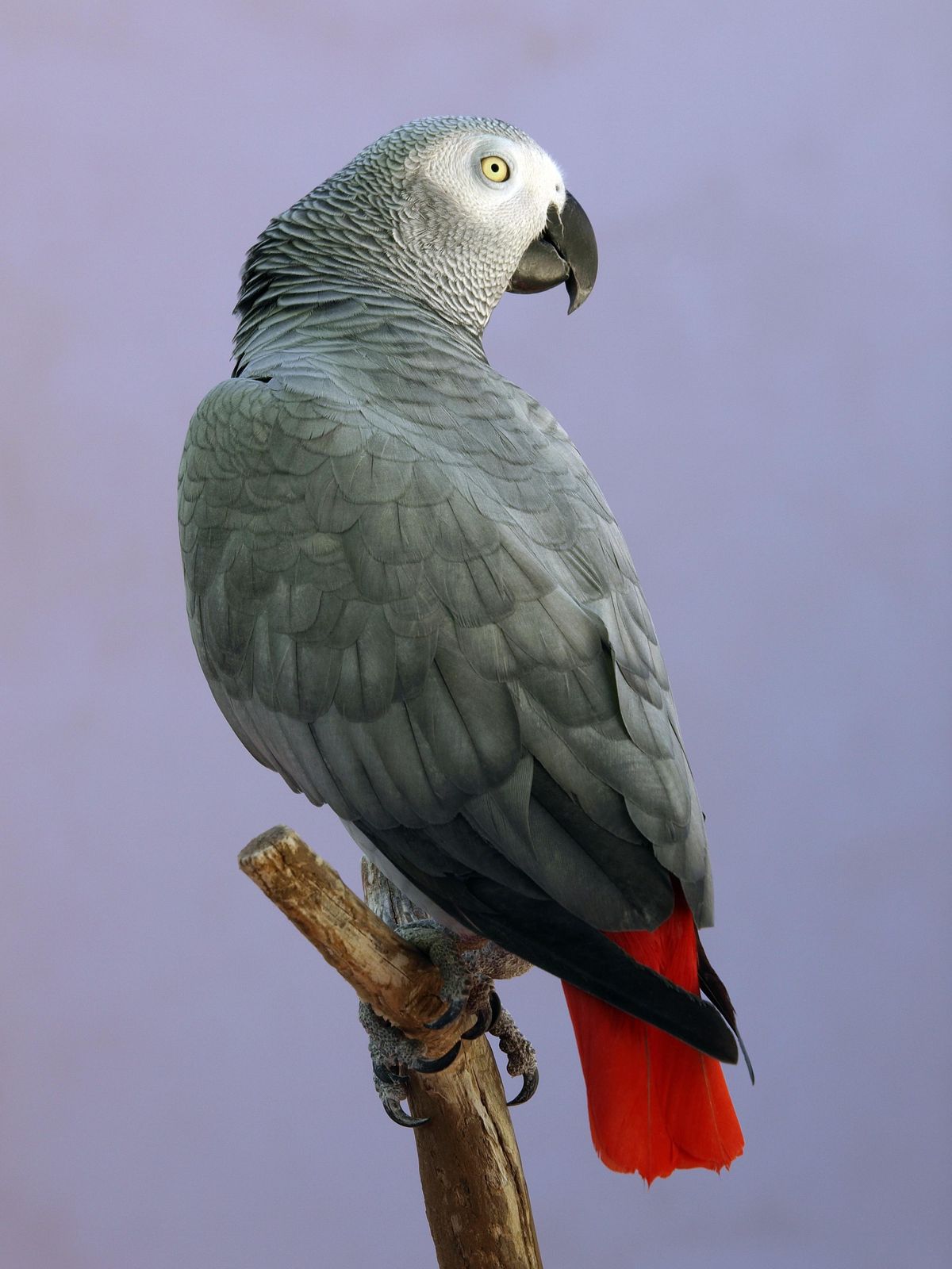 African Grey Parrot Vibrant Tail Wall Art