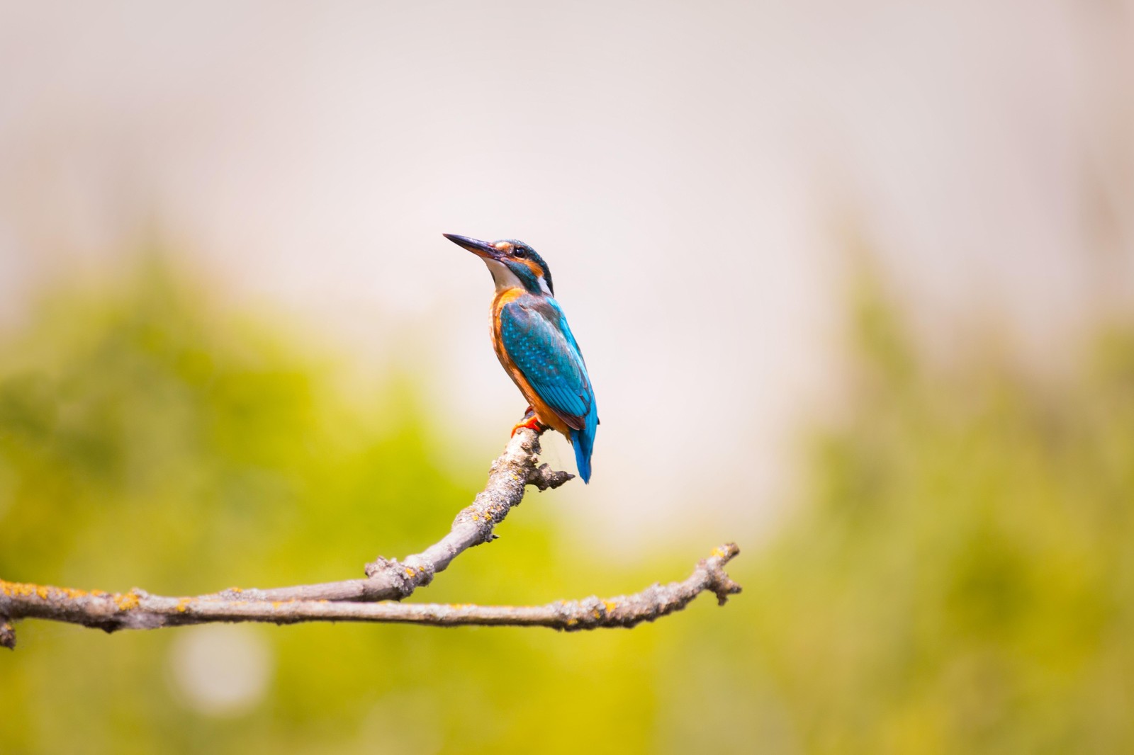 Vibrant Kingfisher Perched on Branch Wall Art