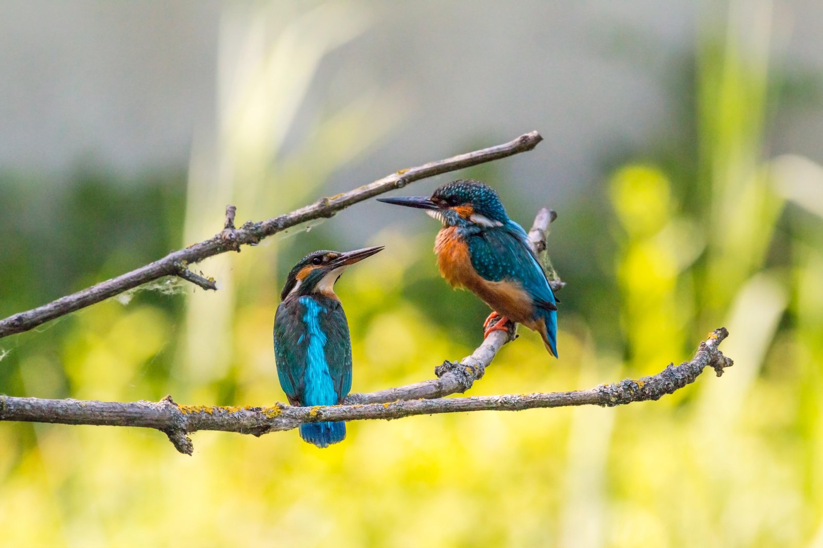 Two Kingfishers on Branch Wall Art