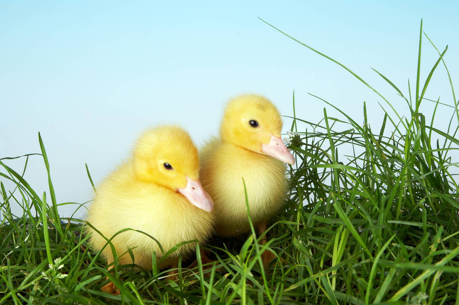 Adorable Ducklings in Grass Wall Art