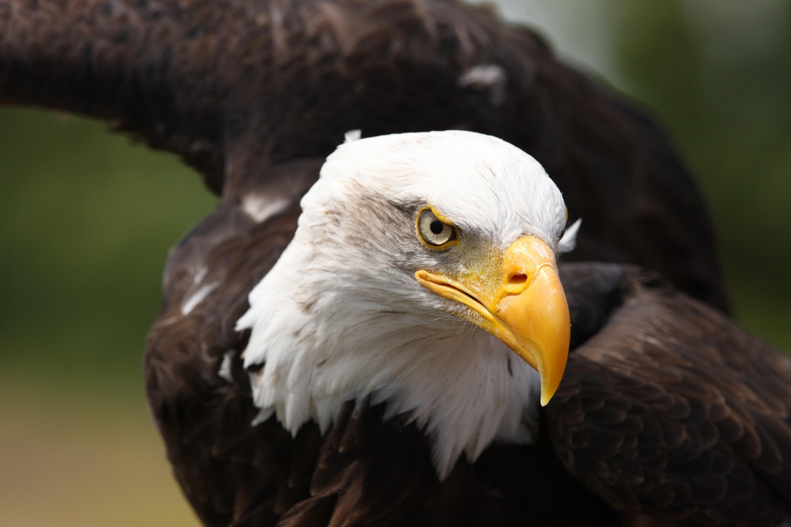 Majestic Bald Eagle Close-Up Wall Art