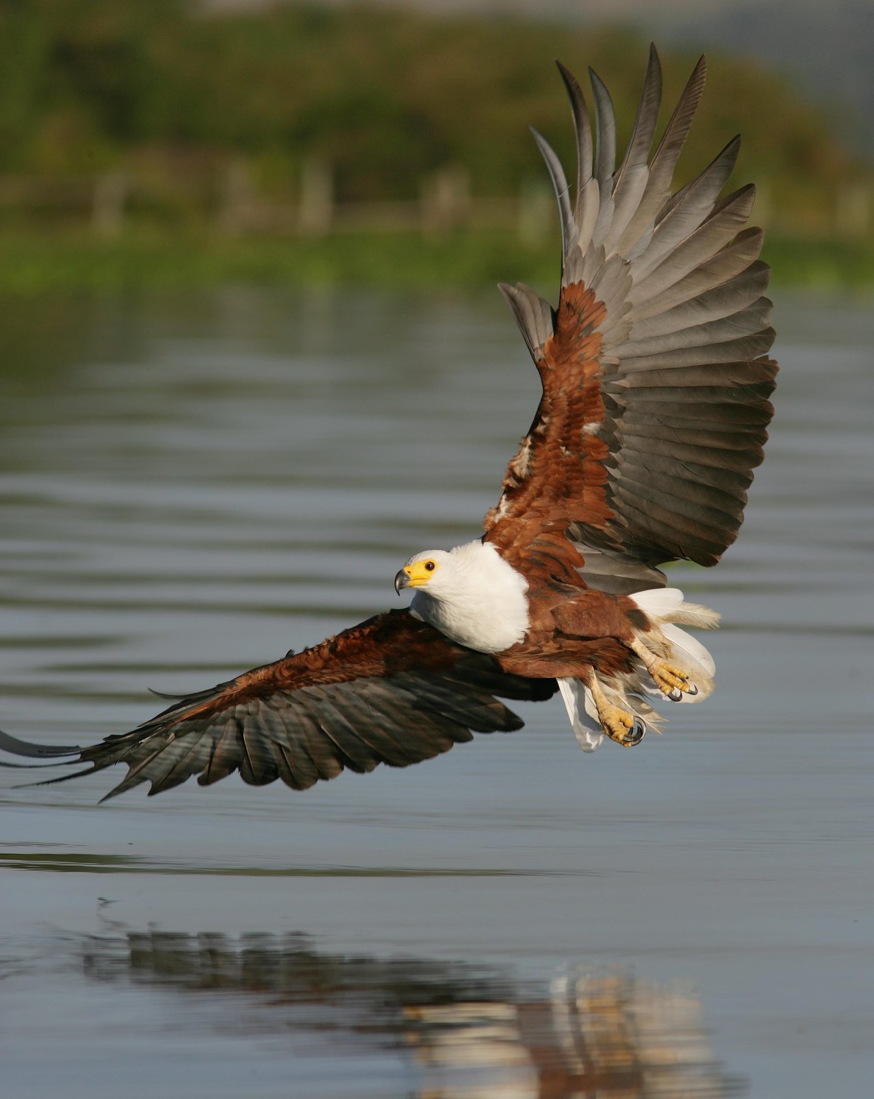 Majestic Eagle Soaring Over Water Wall Art