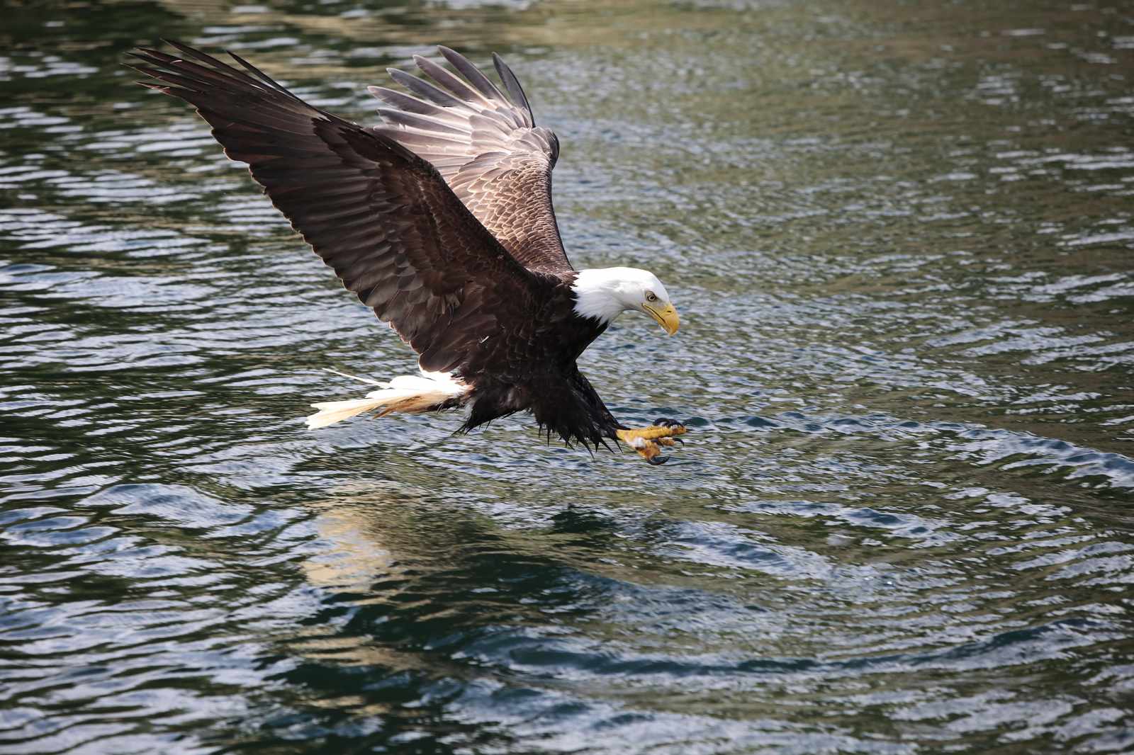 Majestic Eagle Landing on Water Wall Art