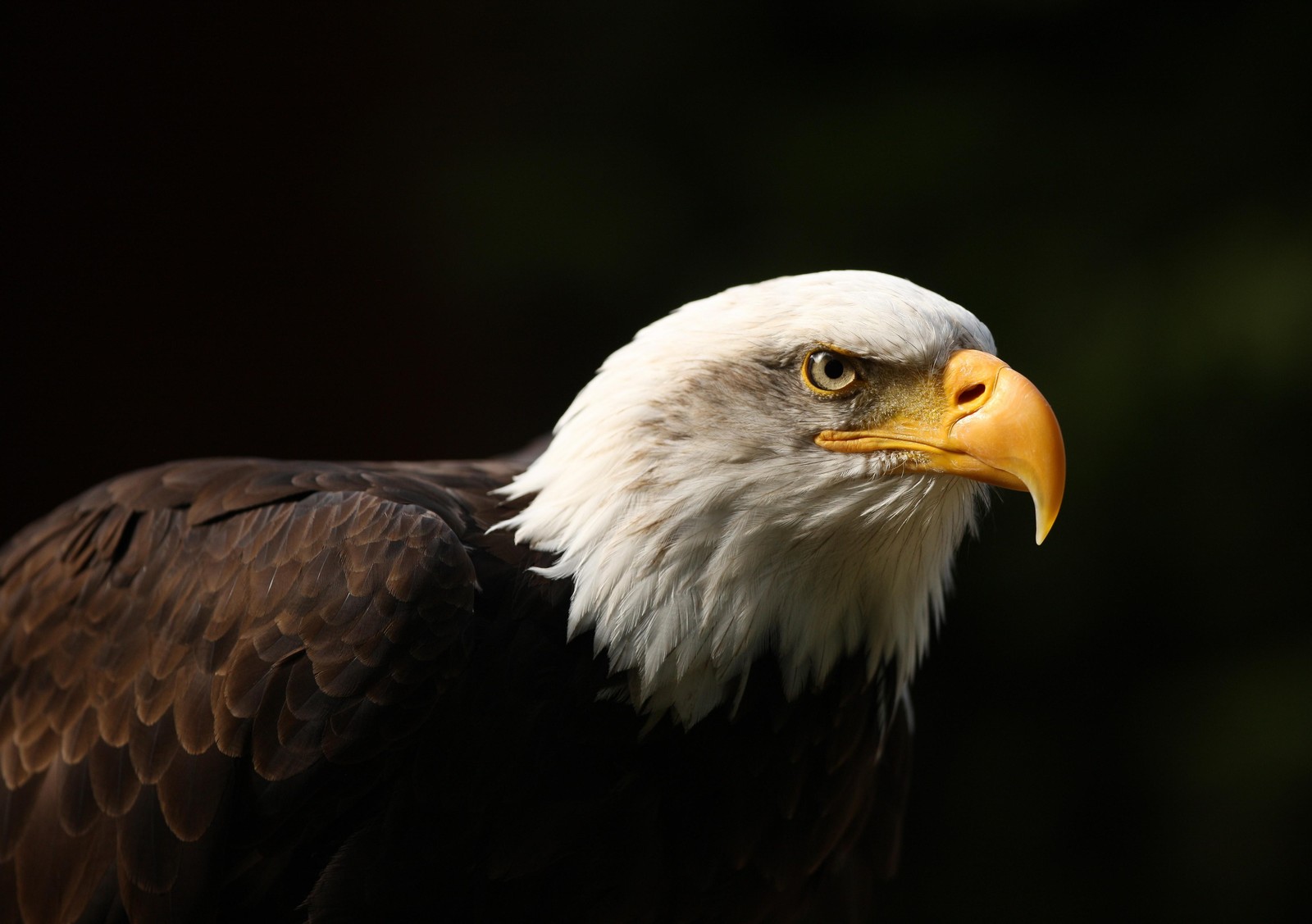 Majestic Eagle Portrait Wall Art