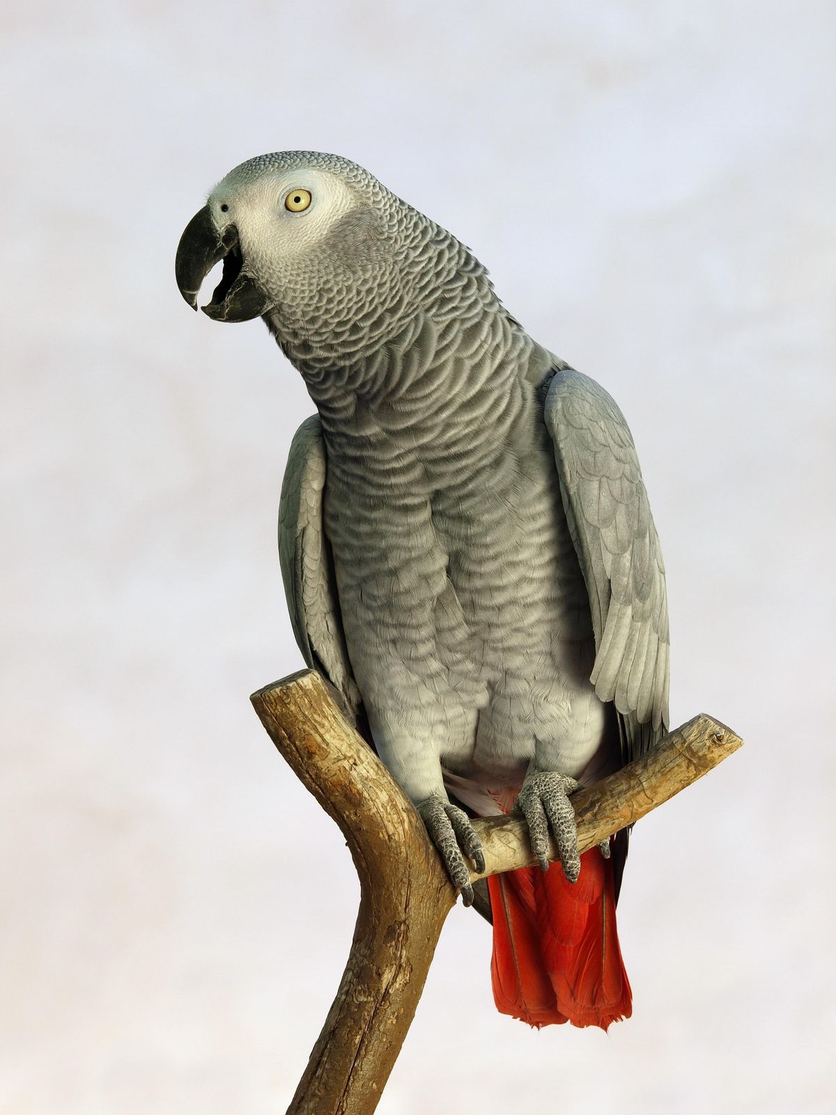 Intelligent African Grey Parrot on Branch Wall Art