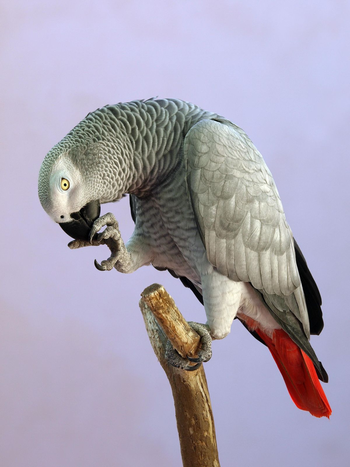 Elegant African Grey Parrot perched on Branch Wall Art