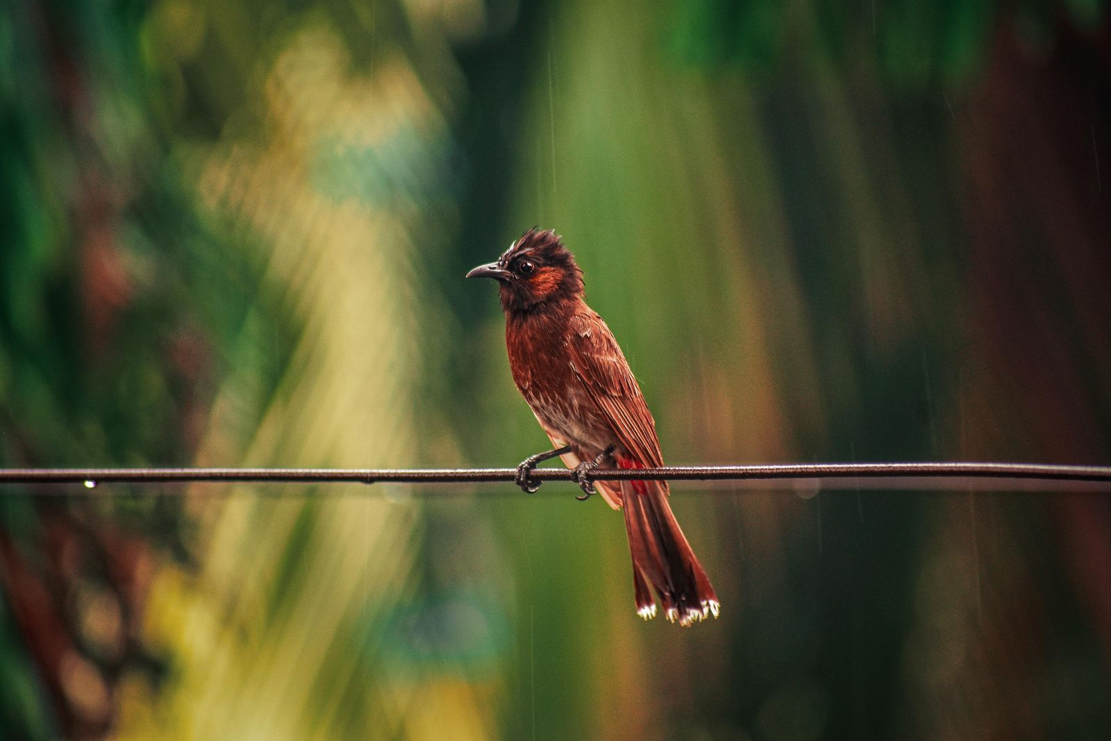 Red Bird Serenity Nature Wildlife Wall Art